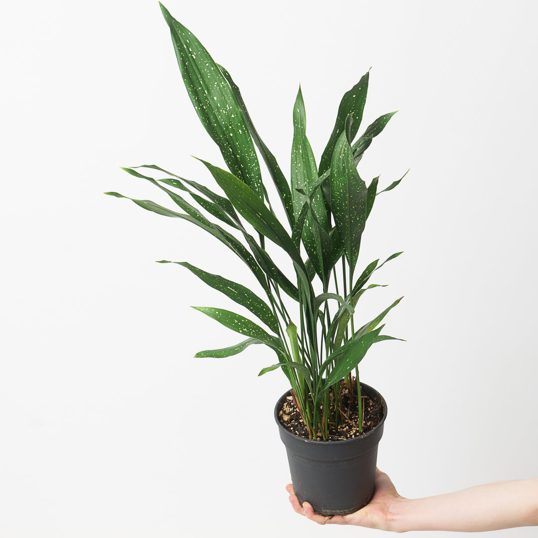 Aspidistra elatior 'Milky Way' - GROW TROPICALS