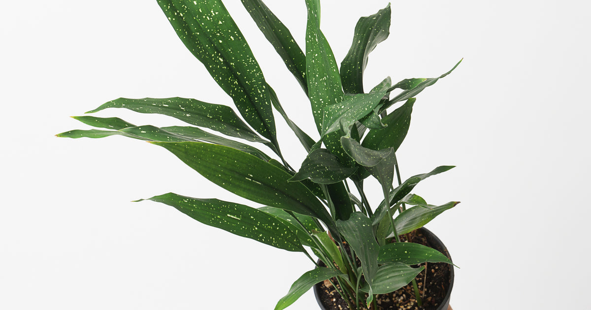 milky way cast iron plant Aspidistra elatior 'Milky Way'
