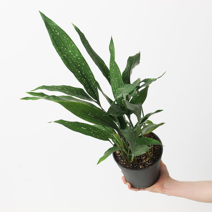 Aspidistra elatior 'Milky Way' - GROW TROPICALS