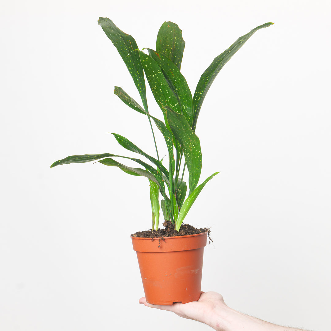 Aspidistra elatior 'Milky Way' 15cm Plants GrowTropicals