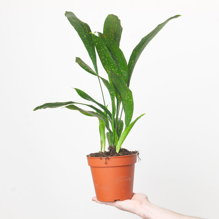 Aspidistra elatior 'Milky Way' 15cm Plants GrowTropicals