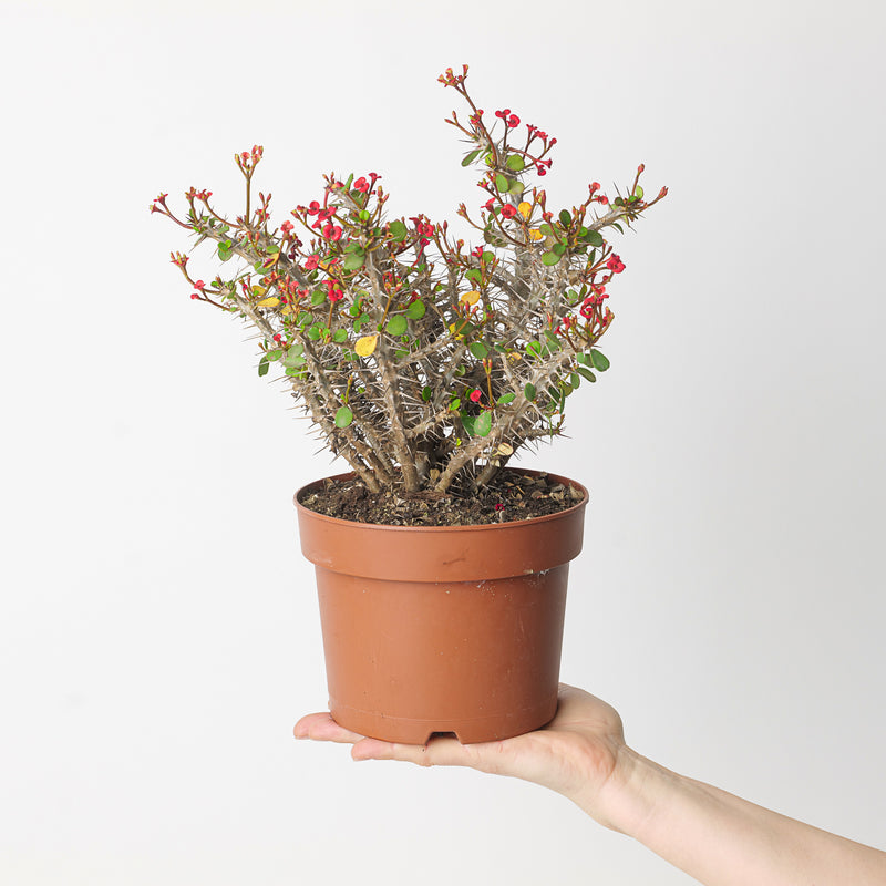 Euphorbia milli Plants GrowTropicals