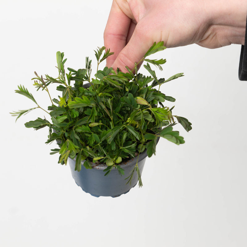 Mimosa pudica — 9cm