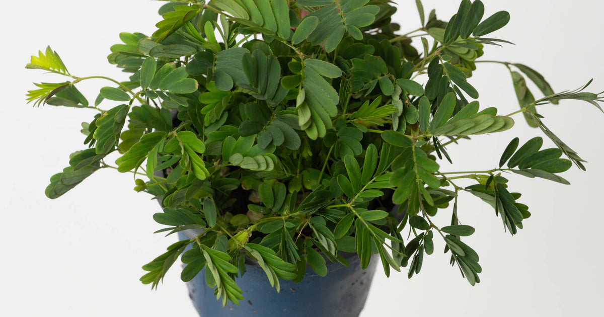 mimosa indoor plant Mimosa pudica | Plants