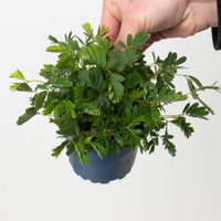 Mimosa pudica