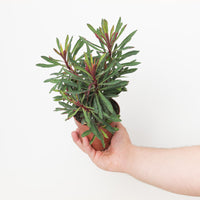 Euphorbia 'Miner's Merlot'