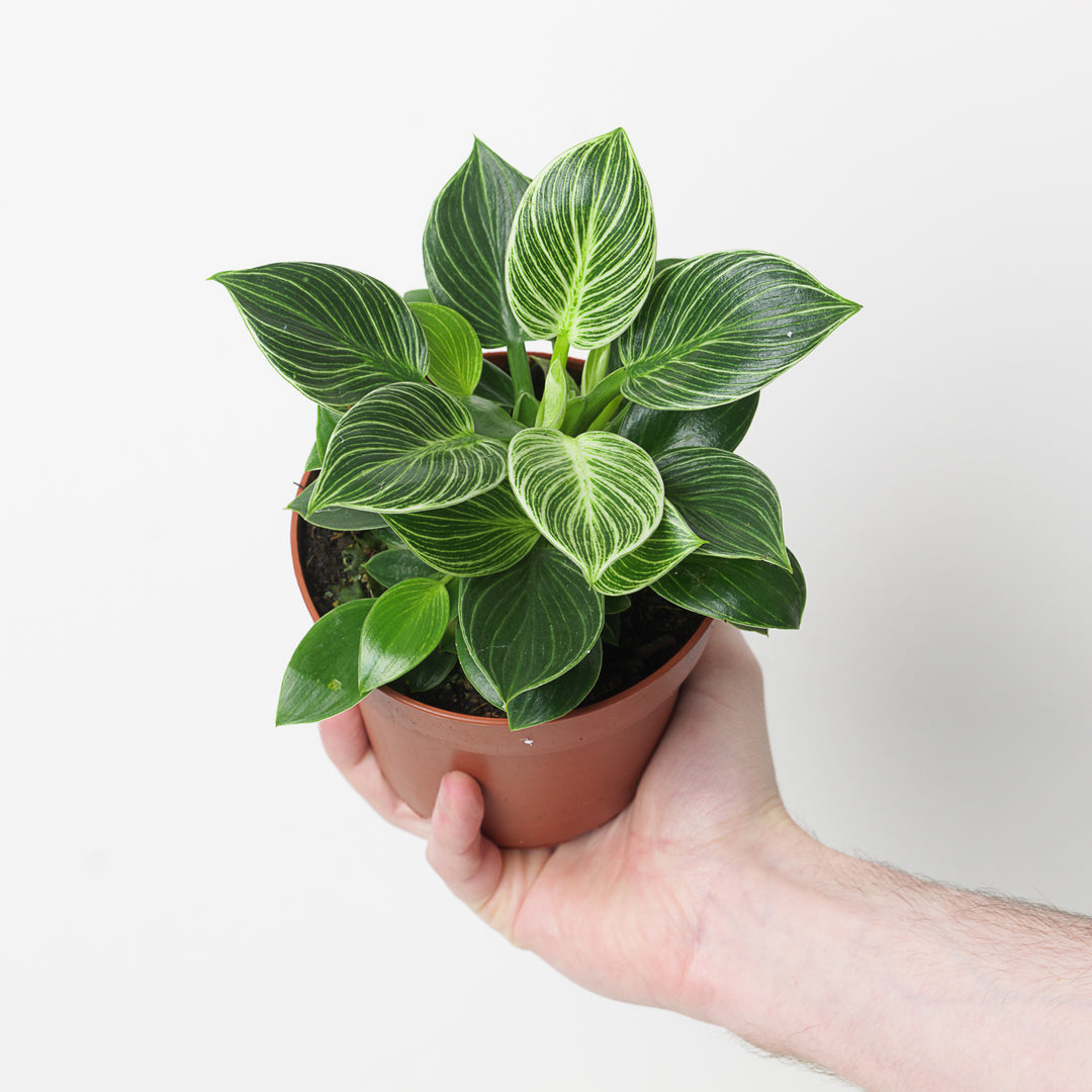 philodendron birkin baby Philodendron Birkin Mini | Plants