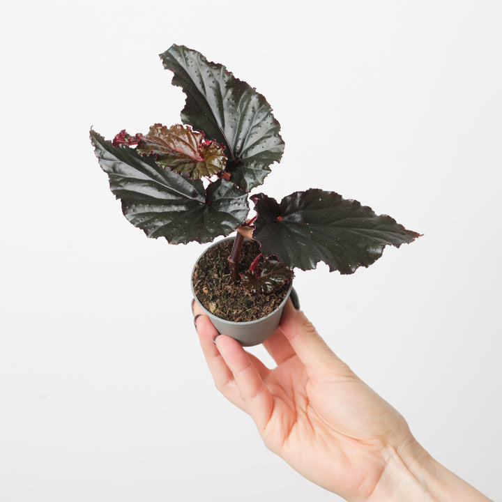 Begonia 'Arabian Night' - GROW TROPICALS