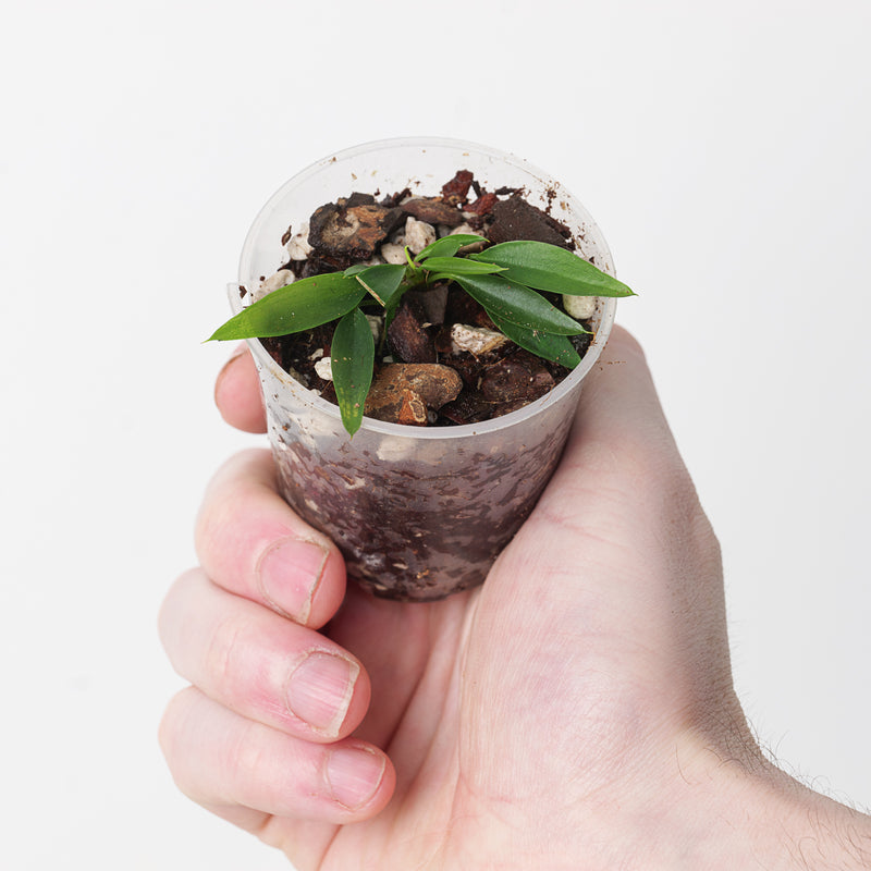Philodendron sp. 'Mini Midget' — 6cm