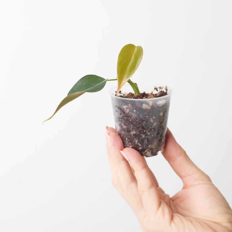 Philodendron sp. 'Mini Purple' — 6cm