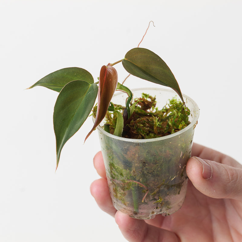 Philodendron sp. 'Mini Purple' Plants GrowTropicals