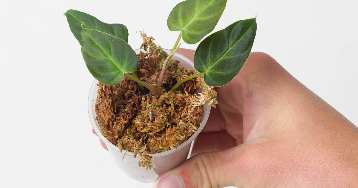 mini red philodendron for sale Philodendron verrucosum 'Mini Red'
