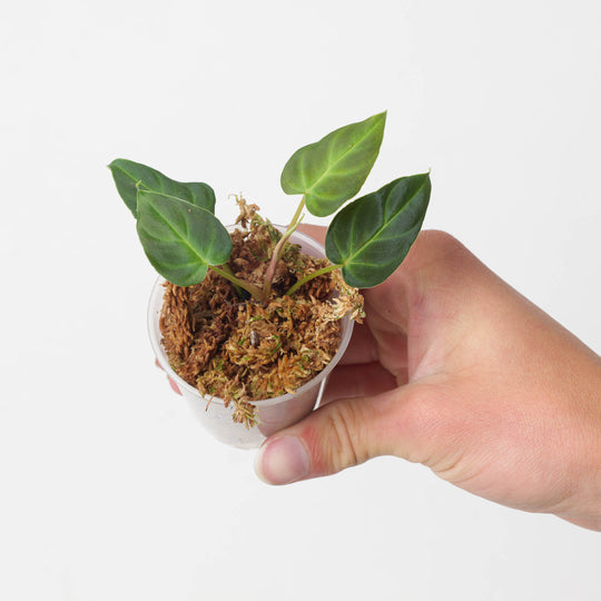 Philodendron verrucosum 'Mini Red' Plants GrowTropicals