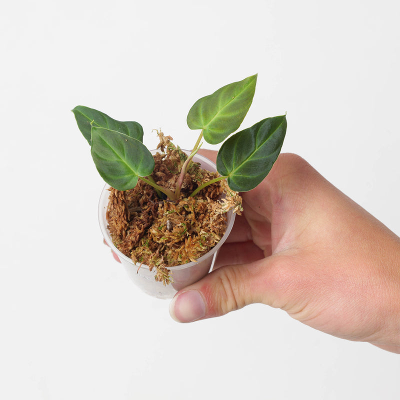Philodendron verrucosum 'Mini Red' Plants GrowTropicals