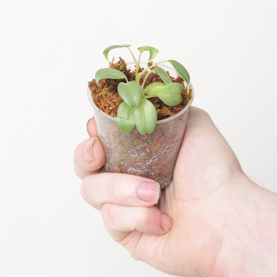 Philodendron sp. 'Mini Silver' Plants GrowTropicals