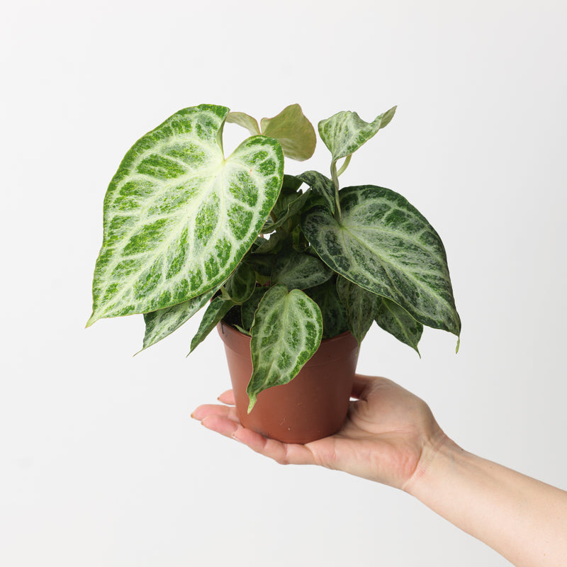 Anthurium 'Silver Blush' Mint — 12cm