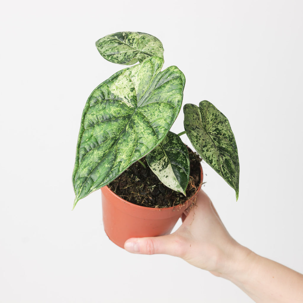 Alocasia Dragon Scale mint 2本セット Alocasia Dragon Scale Mint | Harmony Plants