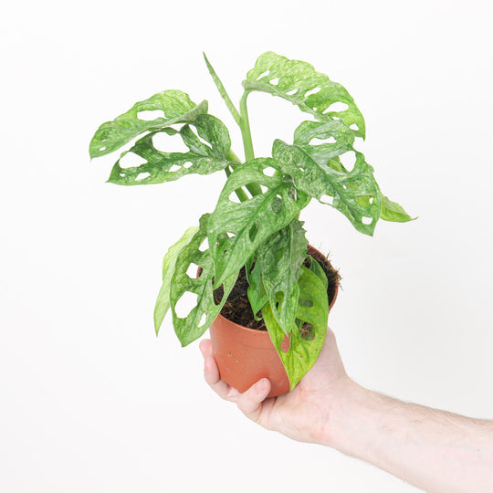 Monstera Adansonii 'European Mint' 12cm Plants GrowTropicals