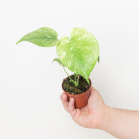 Monstera deliciosa 'Mint'