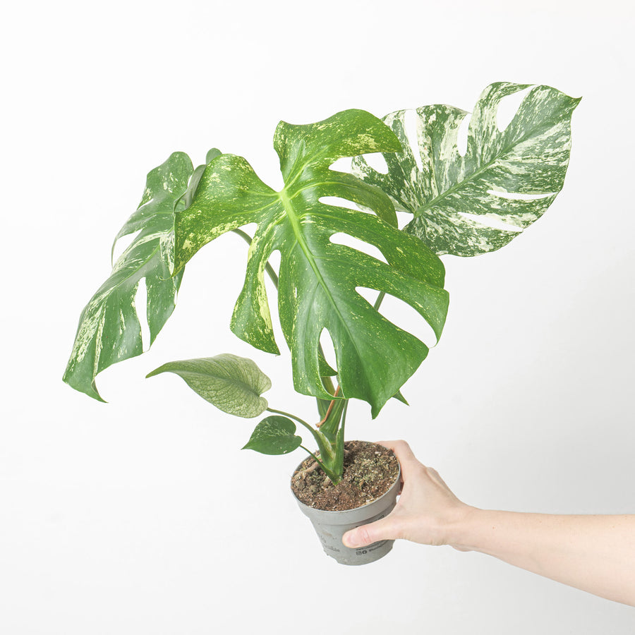 Monstera Mint | Monstera deliciosa Mint Variegated Plants GrowTropicals