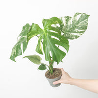Monstera deliciosa Mint Variegated