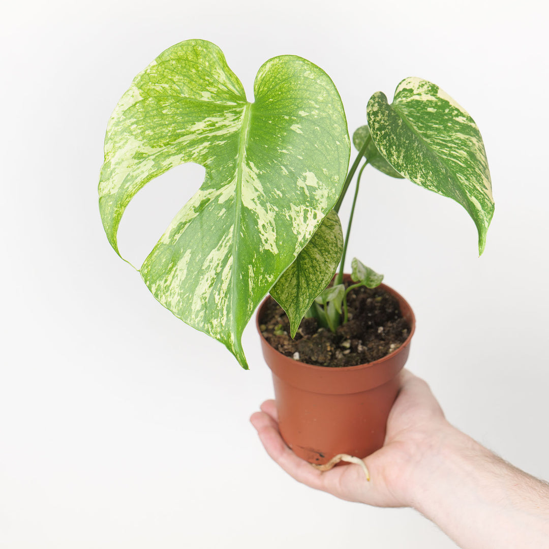 Monstera deliciosa 'Mint' 10.5cm Plants GrowTropicals