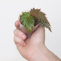Begonia sp. Miri