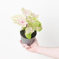 Caladium 'Miss Muffet'