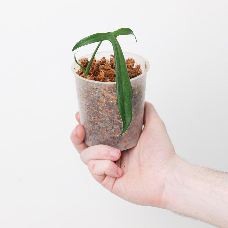 Philodendron micranthum — 9cm