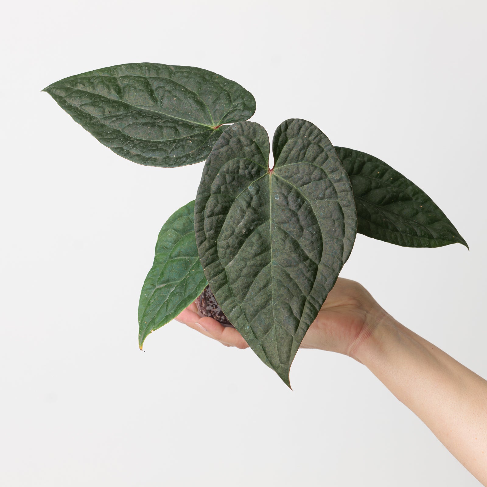 d*様 Anthurium Michelle x self　選抜個体 Anthurium (Michelle x Michelle) x Luxurians | Plants