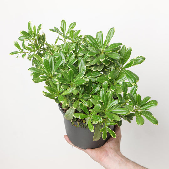 Pittosporum tobira 'Mojo'