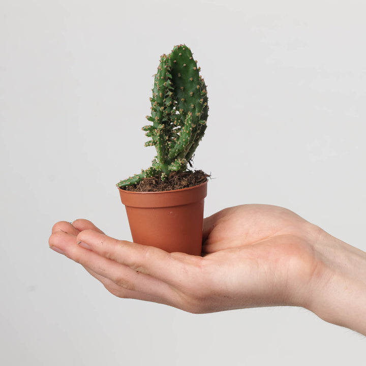 Opuntia monacantha - GROW TROPICALS