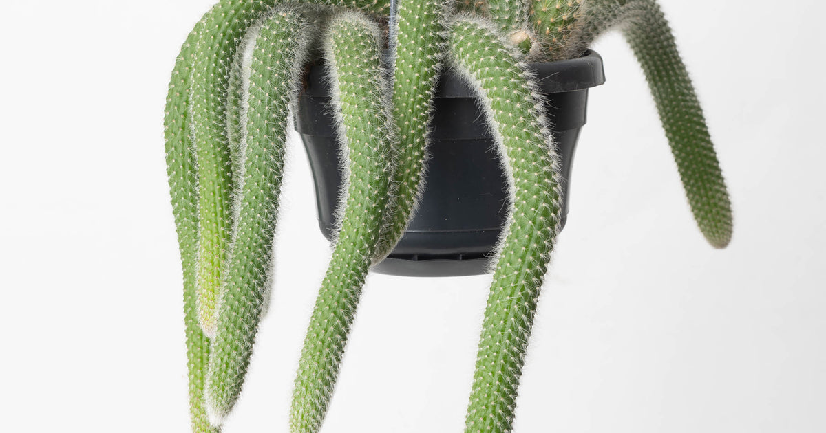 Monkey Tail Cactus | Cleistocactus colademononis | Plants