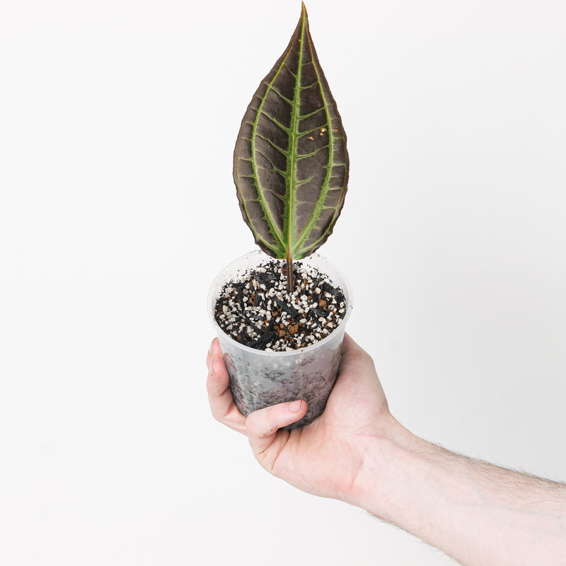Monolena primuliflora Plants GrowTropicals