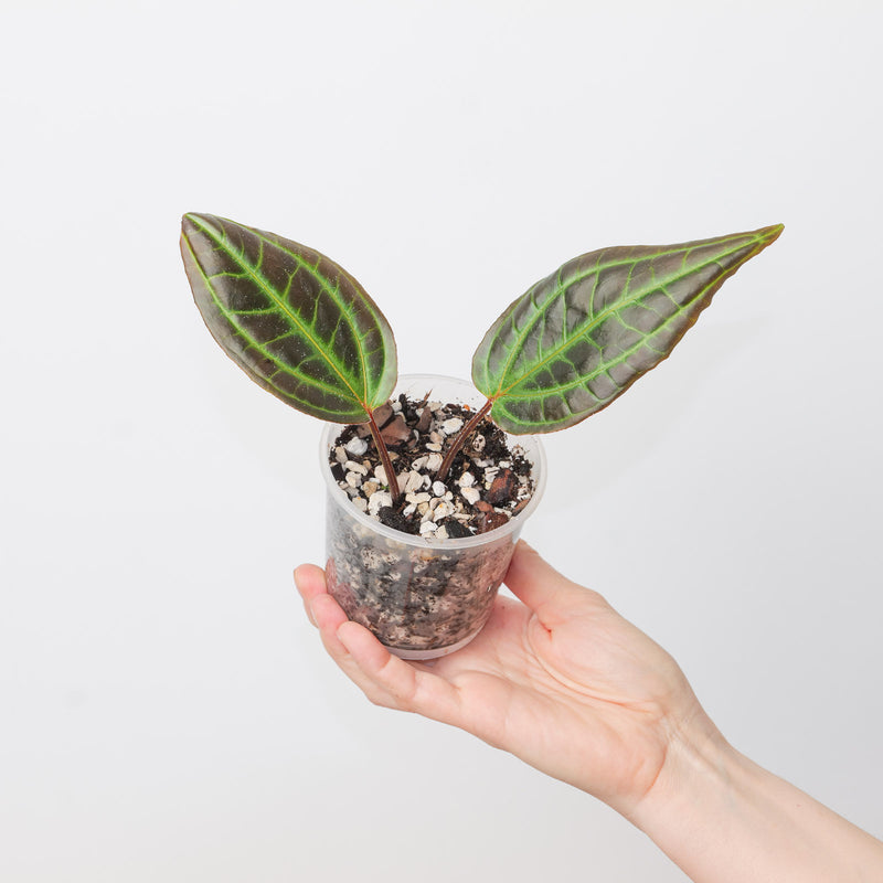 Monolena primuliflora 9cm Plants GrowTropicals