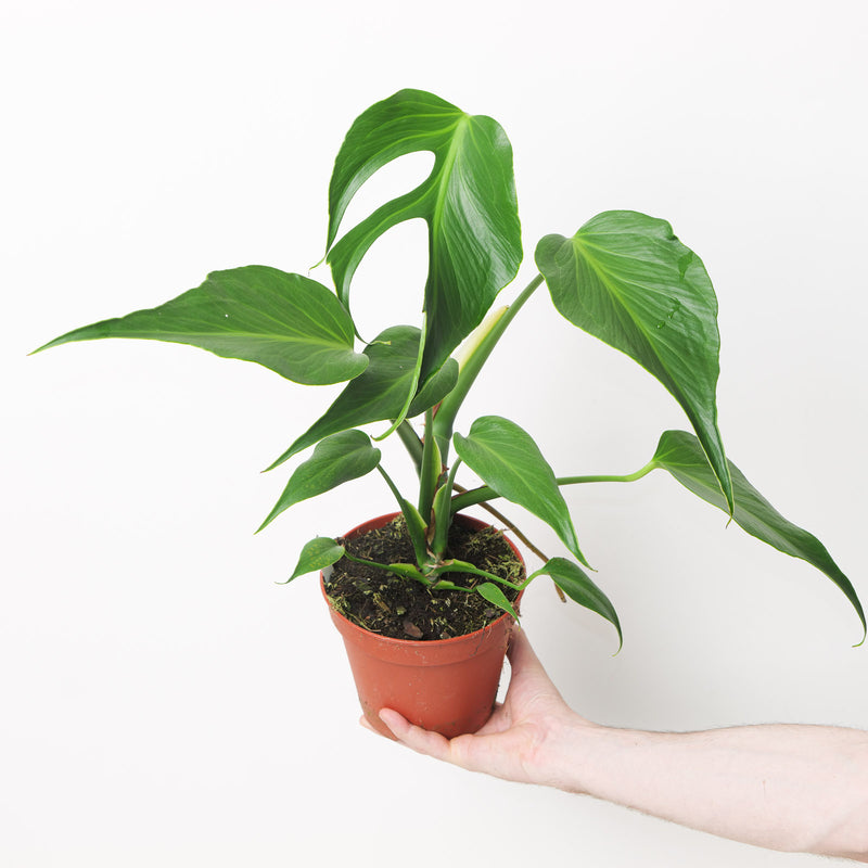 Monstera 'Burle Marx Flame' 15cm XL Plants GrowTropicals