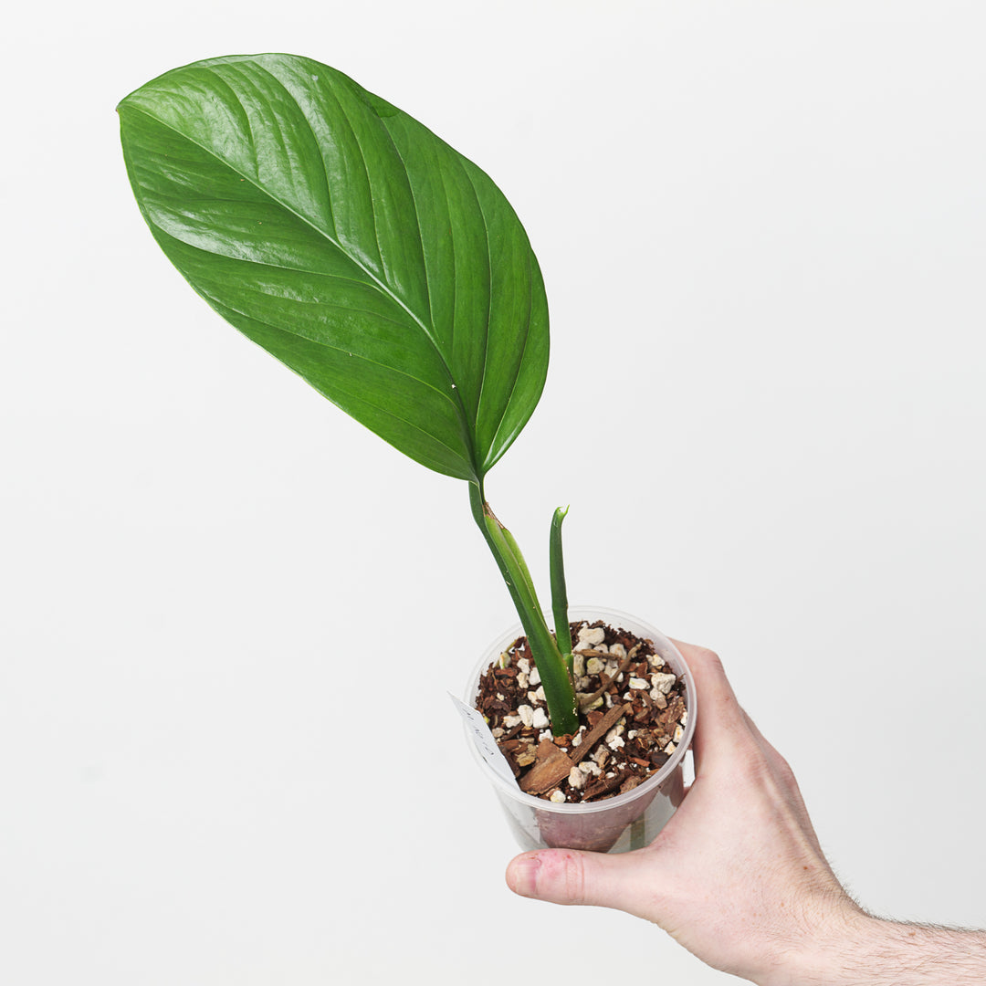 Monstera NOID sp. 'Peru' - GROW TROPICALS