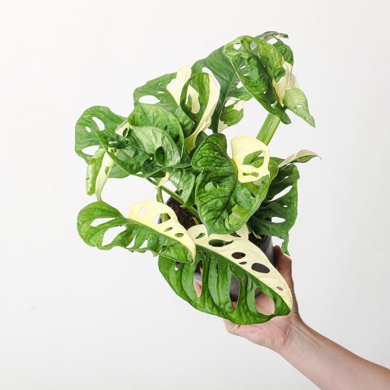 Monstera adansonii 'Variegated' Plants GrowTropicals