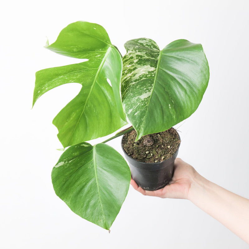 Rare Monstera Bundle Plant Bundle GrowTropicals