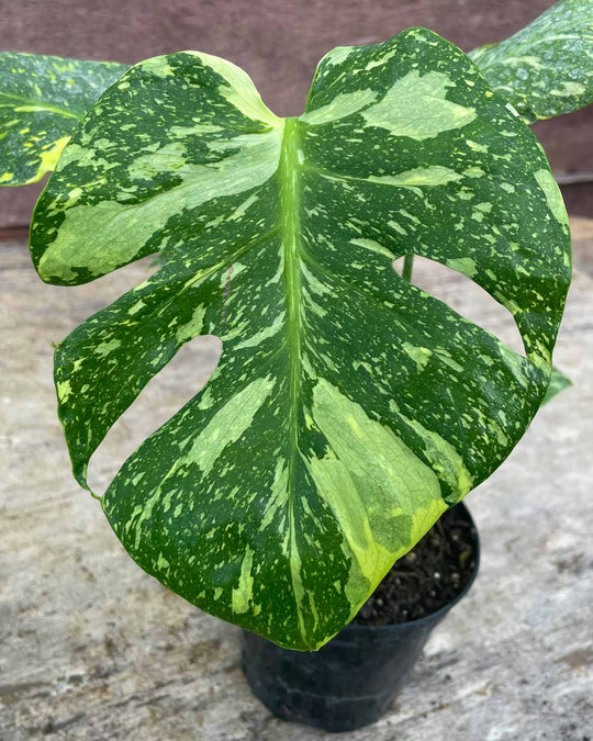 Monstera deliciosa 'Electrolight' (Pre-Order) 12cm Plants GrowTropicals