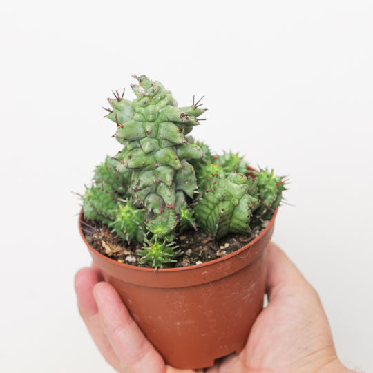 Euphorbia horrida f. monstrosa | Monstrose African Milk Barrel