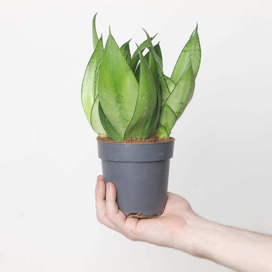Sansevieria trifasciata 'Moonshine' 12cm Plants GrowTropicals