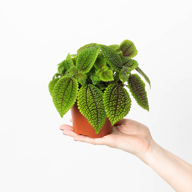 Pilea mollis 'Moon Valley' — 12cm
