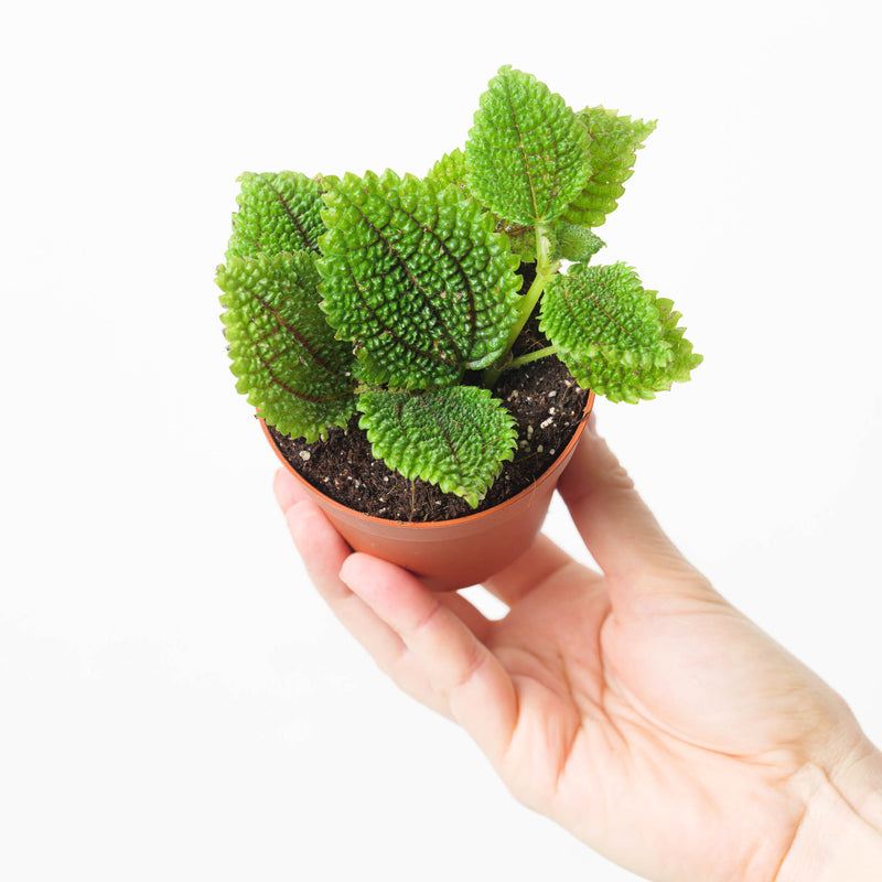 Pilea Bundle — Default Title