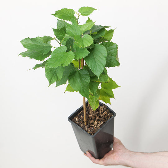 Morus alba 'Macrophylla' | White Mulberry Plants - Outdoor GROW TROPICALS