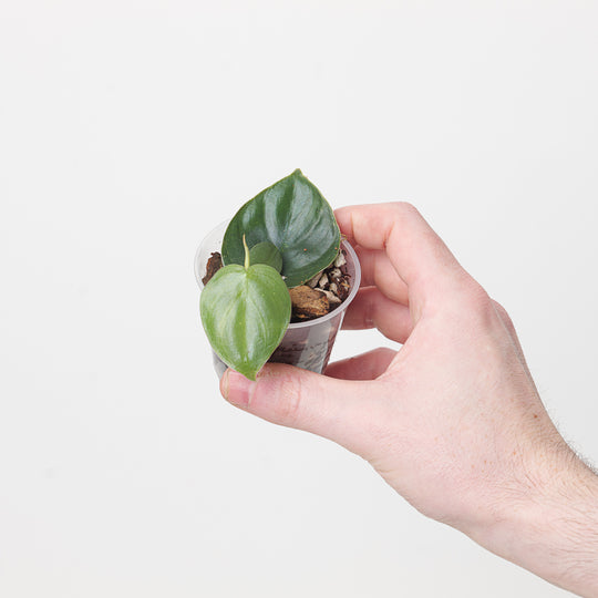 Philodendron sp. 'Mini Morona Santiago Canyon' 6cm Plants GrowTropicals