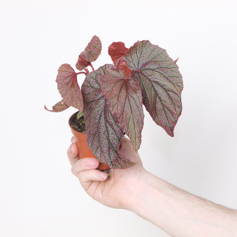 Begonia 'Morris' DUPE Plants GrowTropicals