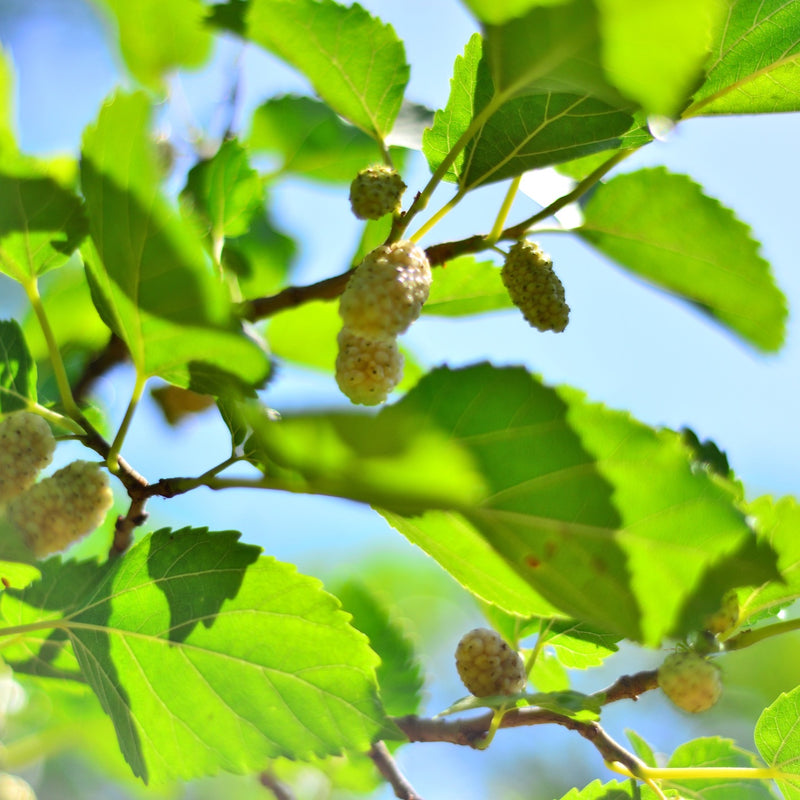 Morus alba 'Macrophylla' | White Mulberry — 15cm / 1.5L