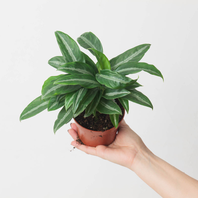 Schismatoglottis motleyana 10.5cm Plants GrowTropicals