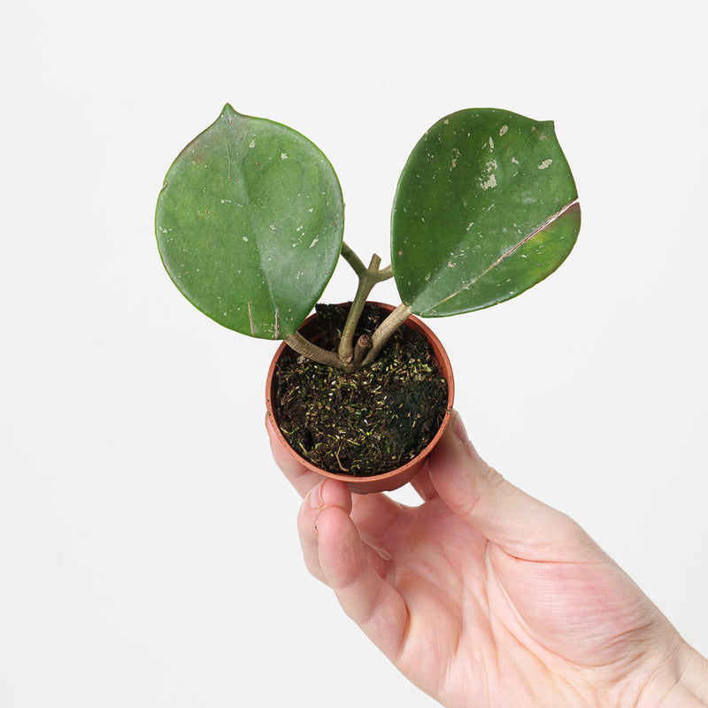 Hoya motoskei Plants GrowTropicals
